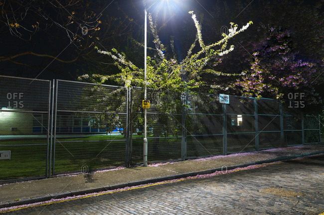 Trees and wire fence at night