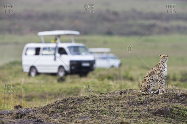 Safari Vans and Cheetah on Termite Mound, Kenya
