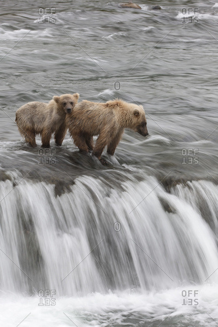 Two Brown Bears standing in water, near a waterfall fishing