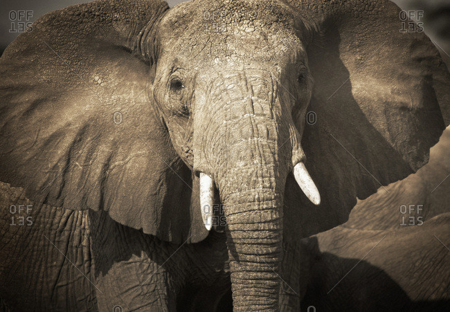 Profile of a wild elephant