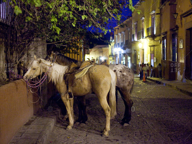 Horses in San Miguel, Mexico plaza at night