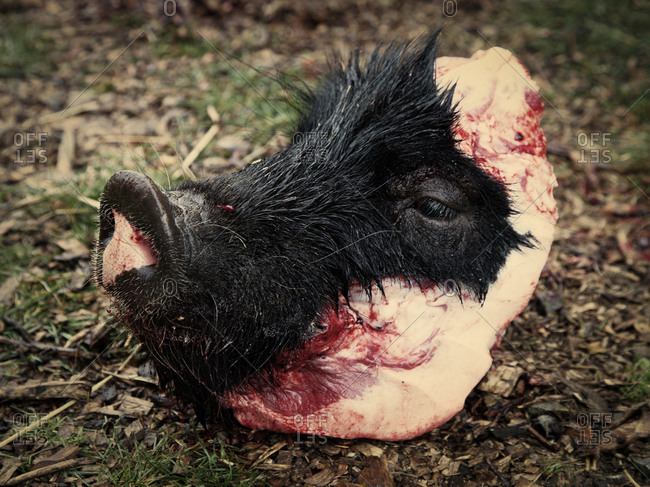 Butchered pig head