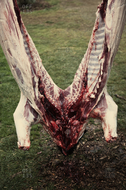 Close up of a butchered pig