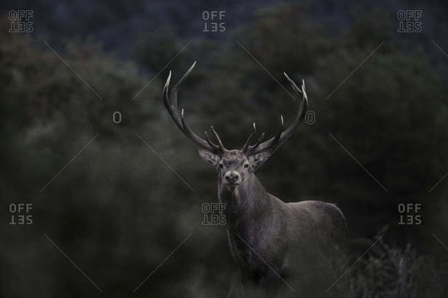 Portrait of red deer stag at night