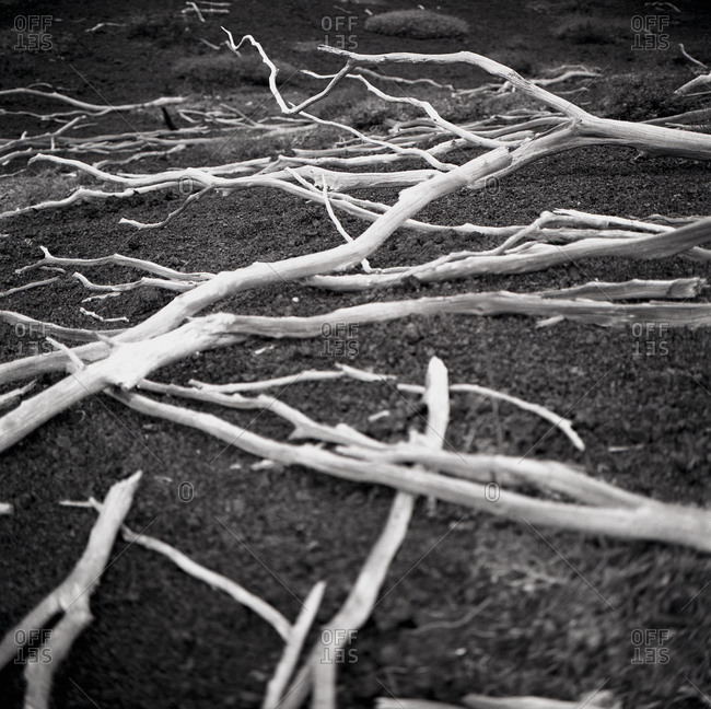 Spooky dried sticks laying on volcanic ash