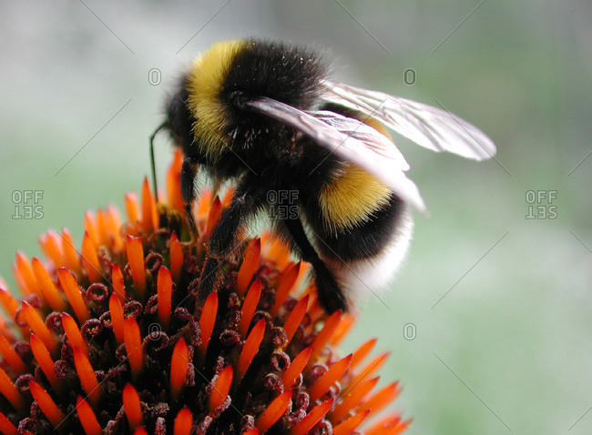 Bumblebee on plant