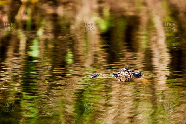 Juvenile alligator swimming in Myakka River at Florida State Park