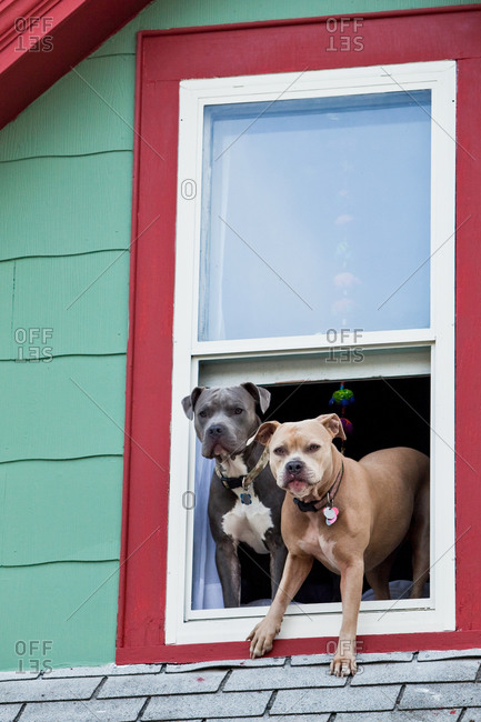 Two dogs looking out from window in City of Missoula, Montana