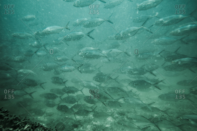 Schooling fish near Egmont Key State Park
