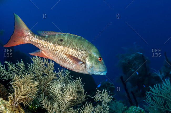 Side view of mutton snapper