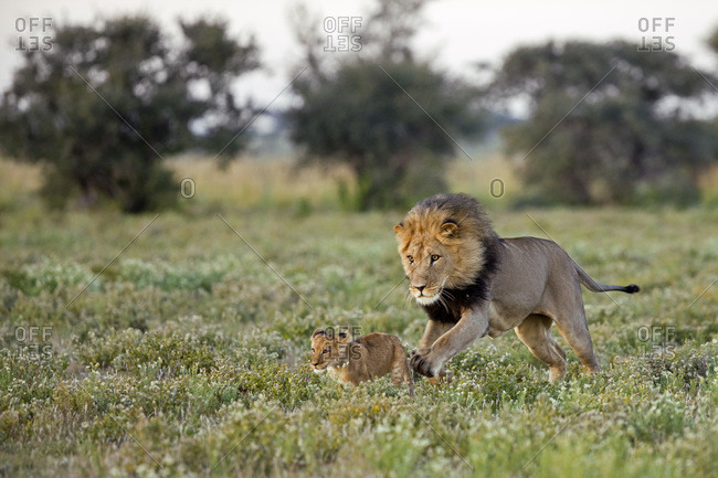 Adult male lion and cub running