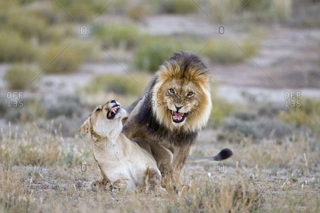 Lioness and lion mating