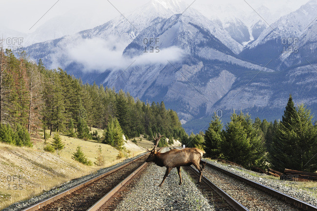 Canada, Alberta, Elk in jasper national park