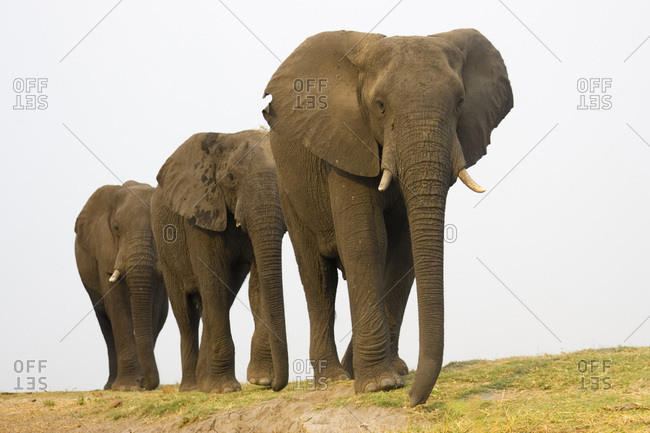 Three  elephants walking  in a row