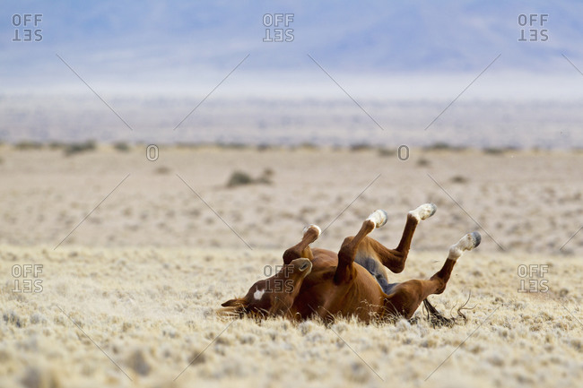 Africa, Namibia, Namib Desert, Wild horse in Namib Naukluft National Park