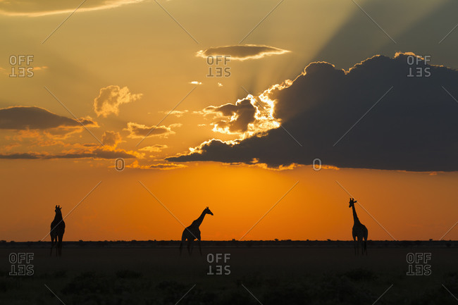 Africa, Botswana, Giraffes in central kalahari game reserve at sunset