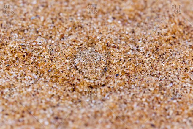 Africa, Nambia, Bitis peringueyi hiding in sand at namib desert