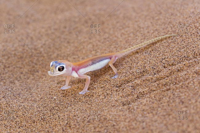 Africa, Namibia, Palmato gecko in namib desert