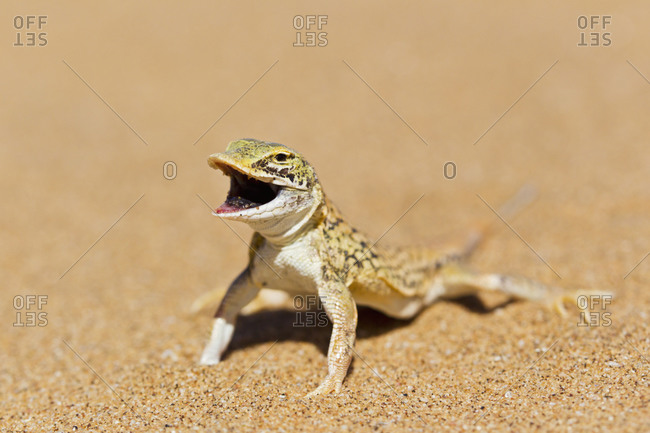Africa, Namibia, Shovel-snouted lizard in namib desert