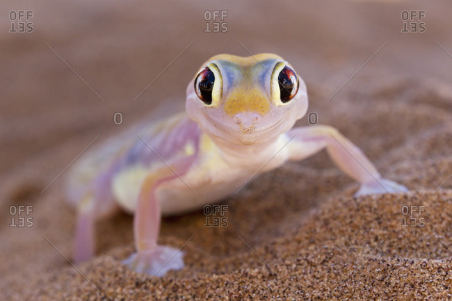 Africa, Namibia, Palmato gecko in namib desert