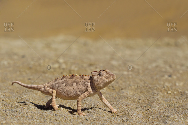 Africa, Namibia, Namaqua chameleon crawling in namib desert