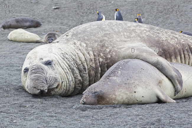South Atlantic Ocean, United Kingdom, British Overseas Territories, South Georgia, Southern elephant seal with king penguins colony in background