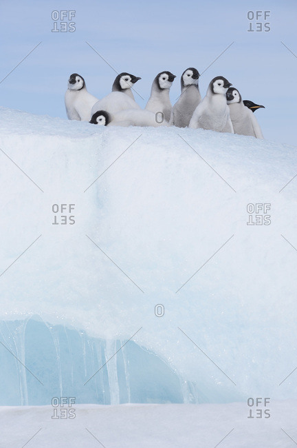 Antarctica, Antarctic Peninsula, Emperor penguins chicks on snow hill island