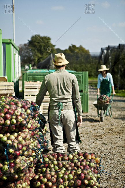 Croatia, Baranja, Young woman carrying apples in pushcart, man standing in foreground