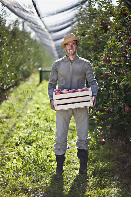 Croatia, Baranja, Young man with apple crate in apple orchard