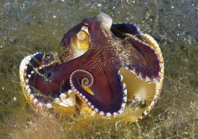Indonesia, Coconut Octopus underwater