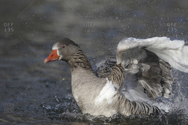 Germany, Munich, Close up of greylag goose swimming in water