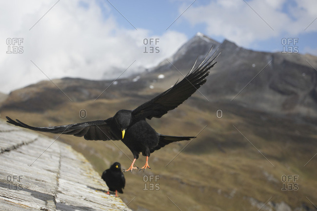 Austria, View of alpine chough flying above roof