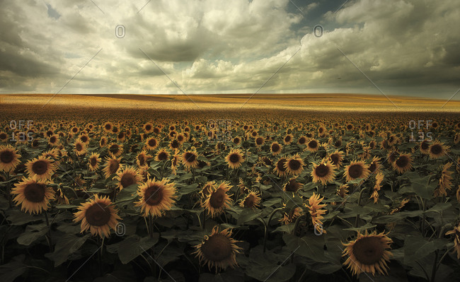 Germany, View of sunflower field near Dresden