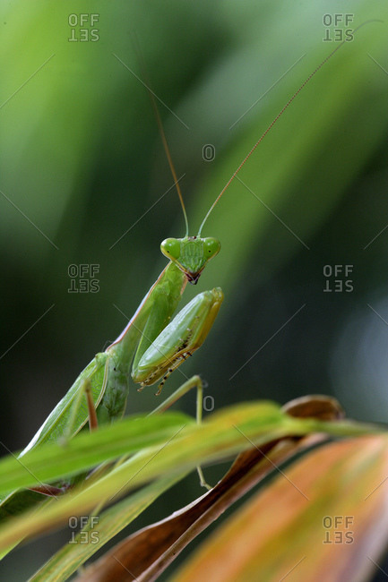 Africa, Guinea-Bissau, Praying mantis on leaf, close up