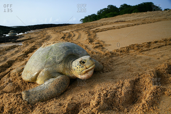 Africa, Guinea-Bissau, Green sea turtle in sand