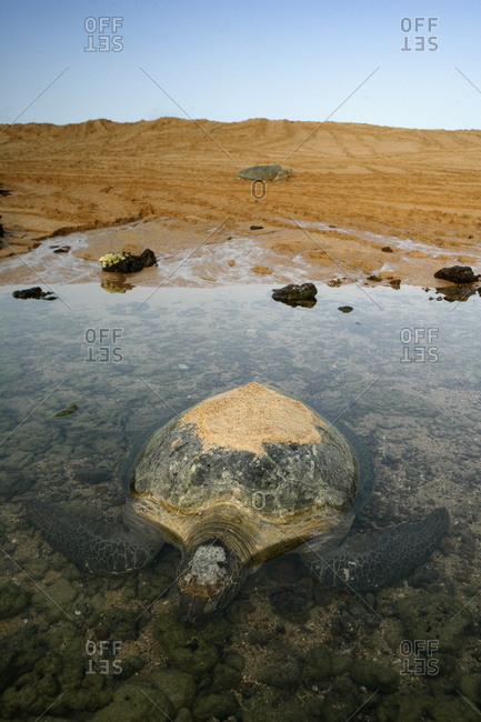 Africa, Guinea-Bissau, Green sea turtle in water