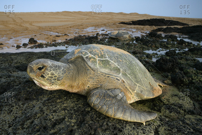 Africa, Guinea-Bissau, Green sea turtle on stone