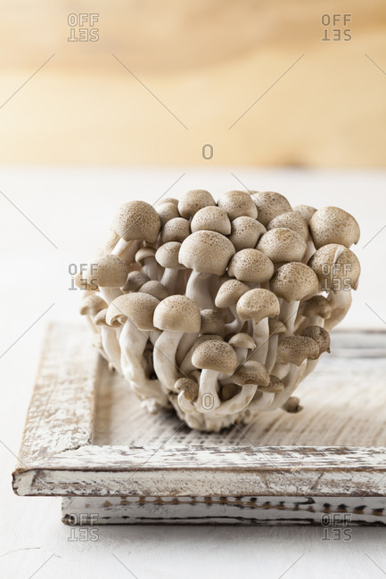 Shimeji mushrooms on wooden tray, close up