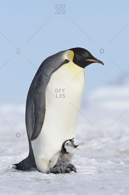 Antarctica, Antarctic Peninsula, Emperor penguin with chick on snow hill island