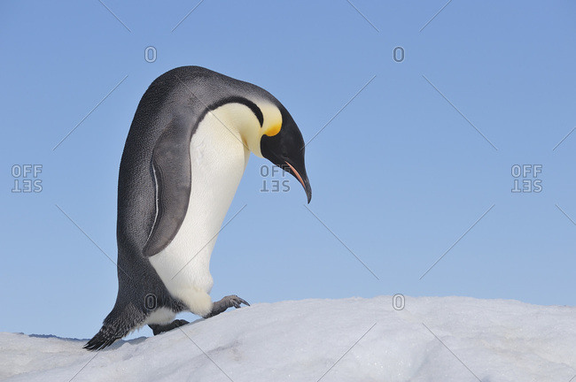 Antarctica, Antarctic Peninsula, Emperor penguin climbing on snow hill island