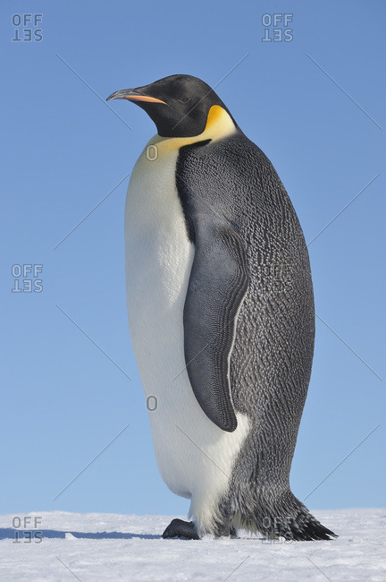 Antarctica, Antarctic Peninsula, Emperor penguin standing on snow hill island