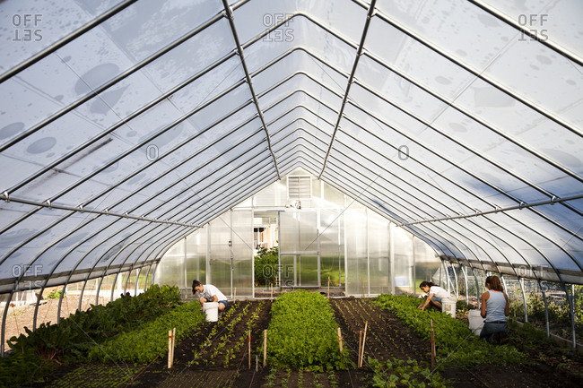 A greenhouse growing rows of produce at an urban farm in Chicago Illinois