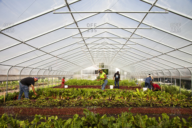 Employees tend to crops inside a large greenhouse at an urban farm in Chicago Illinois