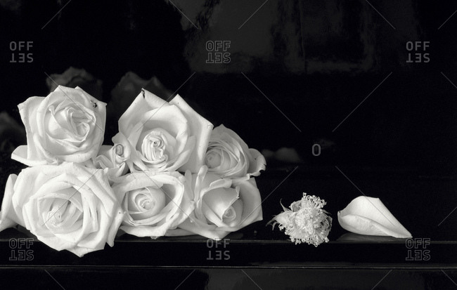 Still-Life Of Shells And Roses