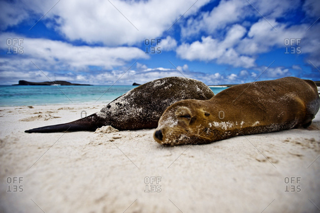 Seals sunbathing on a beach
