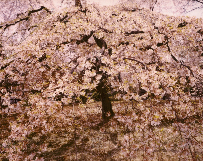 Blooming cherry blossom tree