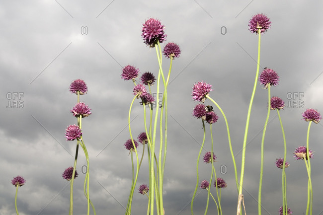Purple thistle flowers