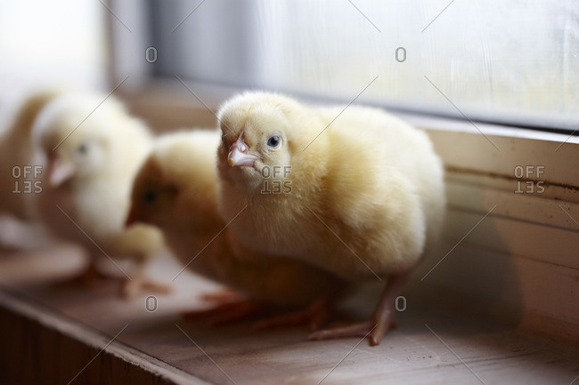 Baby Chickens on Window Ledge, Ontario, Canada