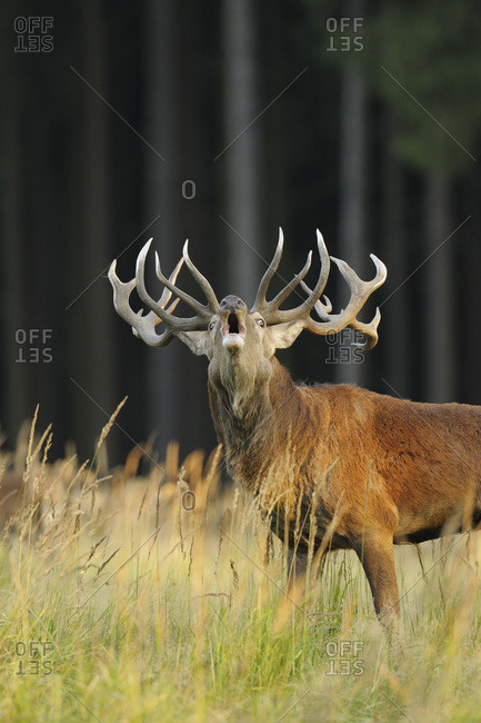 Red Deer During Rutting Season, Saxony, Germany
