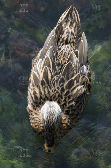 Overhead View of Duck on Water, Herault, France